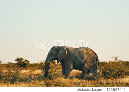 Side view. Elephant is in the wildlife at daytime 123007441