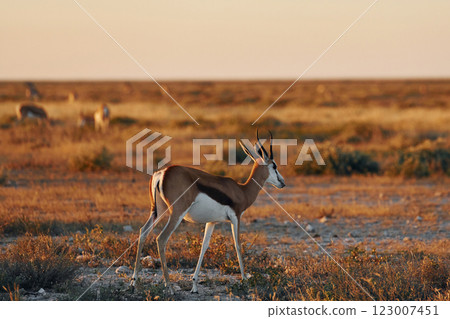 Anthelope is in the wildlife outdoors in Africa 123007451