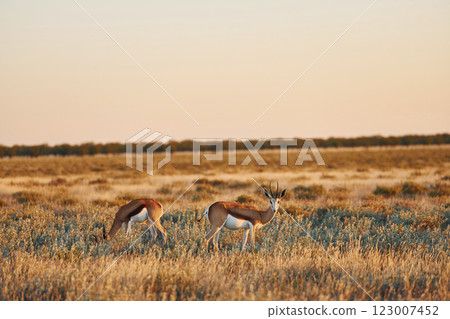 Majestic view. Anthelopes is in the wildlife outdoors in Africa 123007452