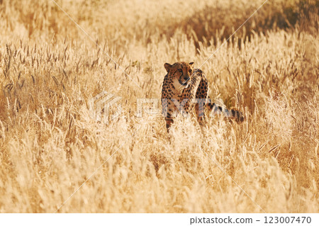 Cheetah is outdoors in the wildlife 123007470