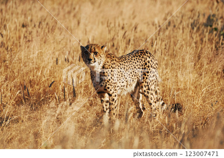 Cheetah is outdoors in the wildlife Cheetah is outdoors in the wildlife 123007471