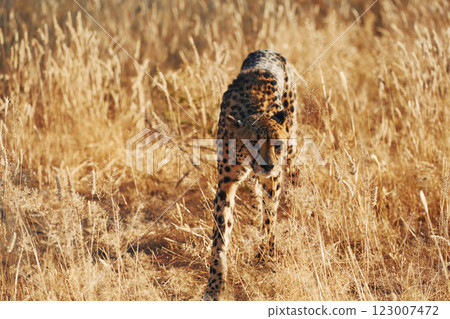 Cheetah is outdoors in the wildlife 123007472