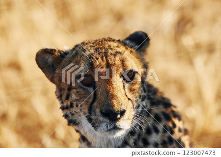 Close up view. Cheetah is outdoors in the wildlife Close up view. Cheetah is outdoors in the wildlife 123007473