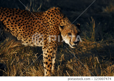 Close up view. Cheetah is outdoors in the wildlife 123007474