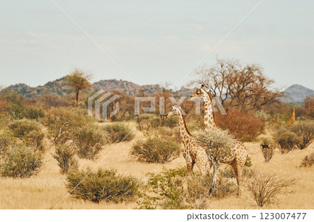 Giraffes is outdoors in the wildlife in the Africa Giraffes is outdoors in the wildlife in the Africa 123007477