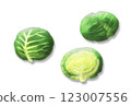 手繪高麗菜水彩插畫 123007556