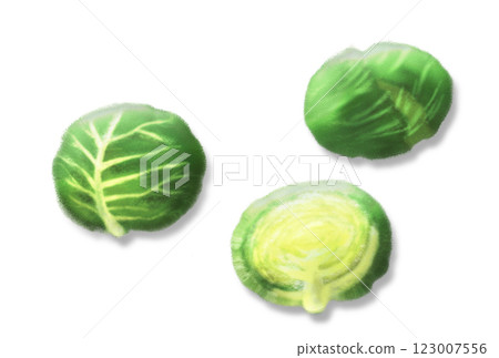 手繪高麗菜水彩插畫 123007556