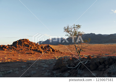 Trees are growing in the extreme climate land. Majestic view of amazing landscapes in African desert 123007581
