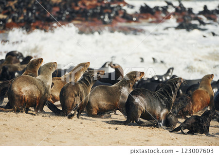 On the beach. Fur seals is on the beach outdoors in the wildlife On the beach. Fur seals is on the beach outdoors in the wildlife 123007603
