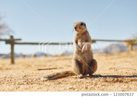 Close up view of little gopher outdoors 123007637