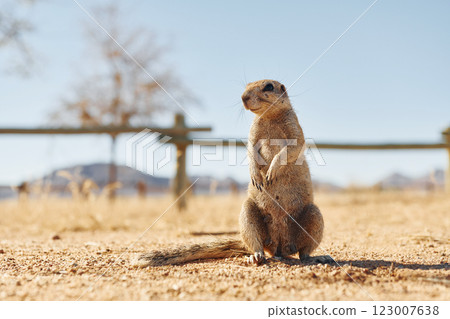 Close up view of little gopher outdoors 123007638