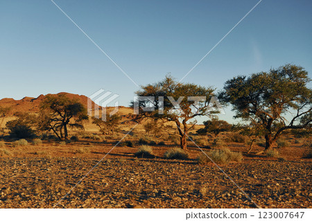 Beautiful trees. Majestic view of amazing landscapes in African desert 123007647