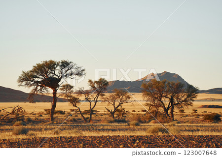 Beautiful trees. Majestic view of amazing landscapes in African desert Beautiful trees. Majestic view of amazing landscapes in African desert 123007648