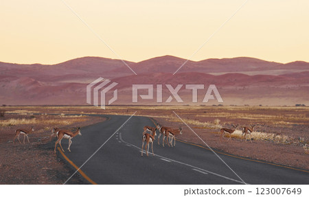 Anthelopes together. Majestic landscaped view of road in Africa, Namibia 123007649