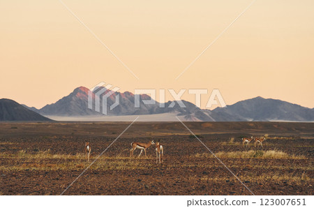 Mountains is far away in distance. Majestic view of amazing landscapes in African desert 123007651