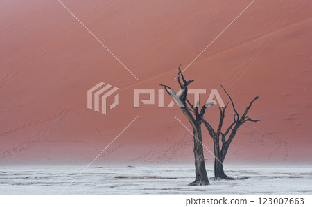Place with dead trees. Majestic view of amazing landscapes in African desert 123007663