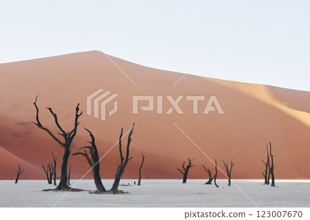 Famous touristic place with dead trees. Majestic view of amazing landscapes in African desert 123007670