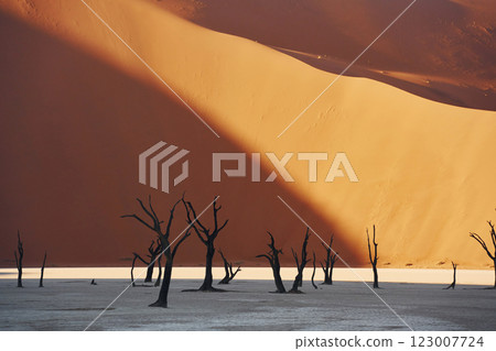 Trees that are dead is in the sand. Majestic view of amazing landscapes in African desert 123007724