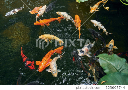 Top view of exotic colorful fishes that swimming in the water Top view of exotic colorful fishes that swimming in the water 123007744