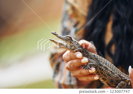 Woman holding little baby crocodile in hands 123007747