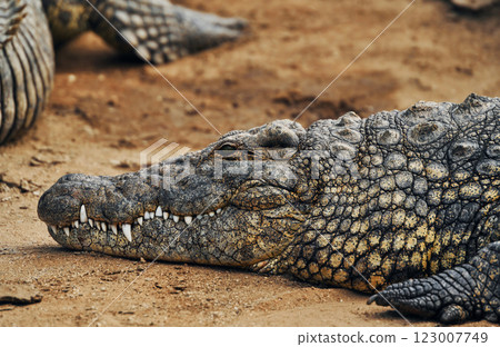 Close up view. Crocodiles relaxed and resting on the ground 123007749