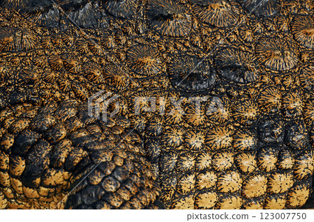 Close up view. Crocodiles relaxed and resting on the ground 123007750