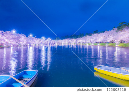 Beautiful cherry blossoms at night in Hirosaki 123008316