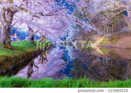 Beautiful cherry blossoms at night in Hirosaki Beautiful cherry blossoms at night in Hirosaki 123008320