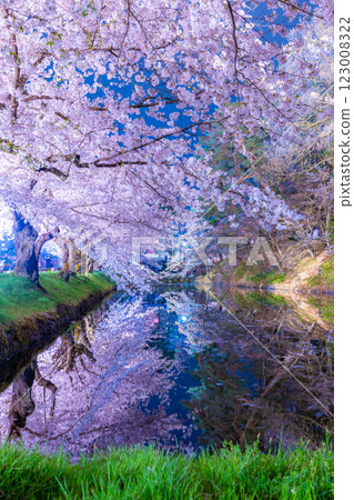 弘前市的夜櫻美麗極了 弘前市的夜櫻美麗極了 123008322