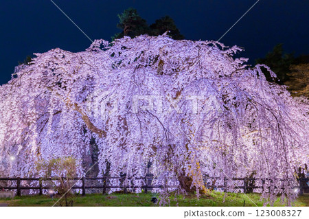Beautiful cherry blossoms at night in Hirosaki 123008327