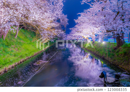 Beautiful cherry blossoms at night in Hirosaki Beautiful cherry blossoms at night in Hirosaki 123008335