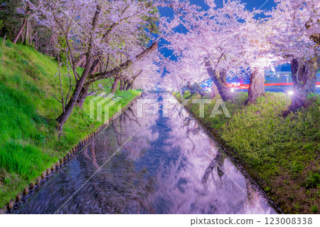 Beautiful cherry blossoms at night in Hirosaki 123008338