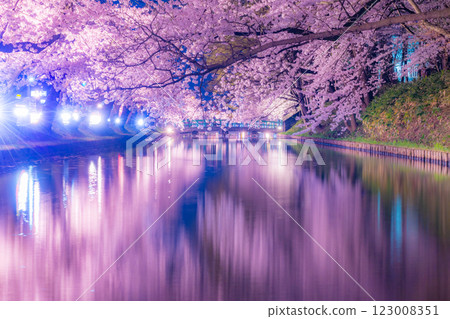 弘前市的夜櫻美麗極了 123008351
