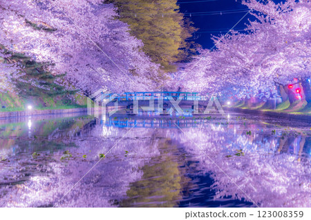 Beautiful cherry blossoms at night in Hirosaki 123008359