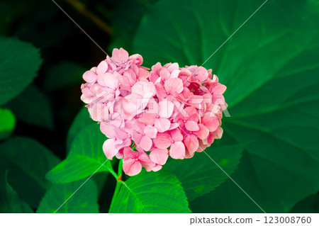 Hydrangea's Hydrangea 123008760