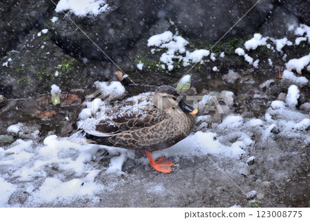 Cold duck 123008775