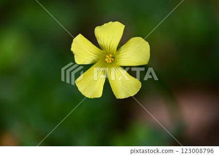 Oh Kivana catablami 123008796