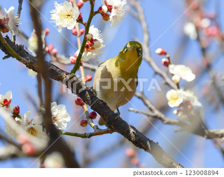White-eye sucking plum nectar 123008894