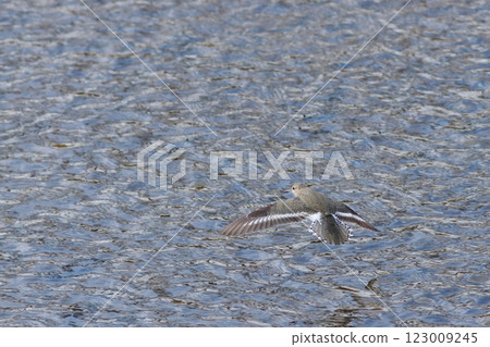 Landscape of water surface where sandpiper flies 123009245