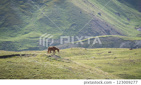 Solitary horse without saddle walking green meadow on a sunny day, Pamir mountains, Kyrgyzstan 123009277