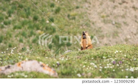 Standing ground hog whistling on a green meadow with flowers, Pamir mountains, Kyrgyzstan Standing ground hog whistling on a green meadow with flowers, Pamir mountains, Kyrgyzstan 123009290