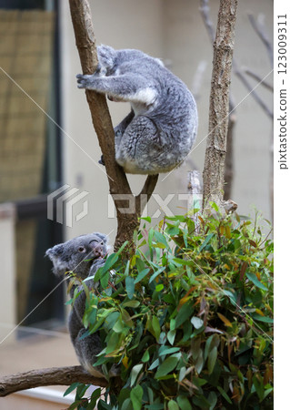 毛絨玩具無尾熊 123009311