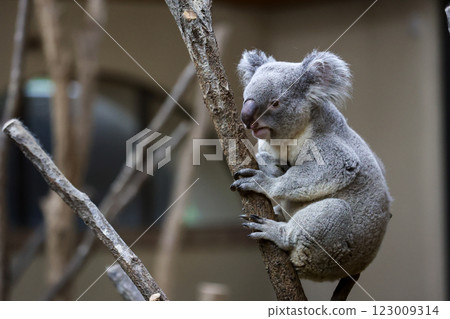 毛絨玩具無尾熊 123009314