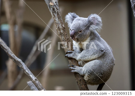 Stuffed toy koala 123009315