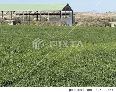 Vibrant green grass field texture. Spring time, a field with bright green grass. Vibrant green grass field texture. Spring time, a field with bright green grass. 123009763