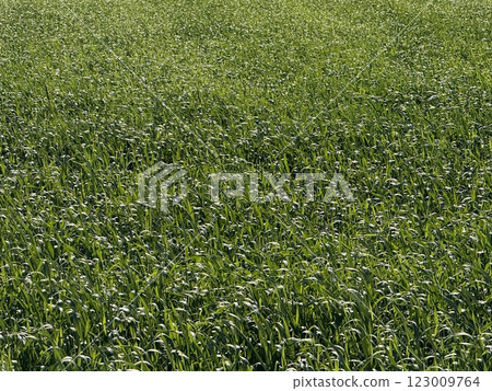 Vibrant green grass field texture. Spring time, a field with bright green grass. Vibrant green grass field texture. Spring time, a field with bright green grass. 123009764