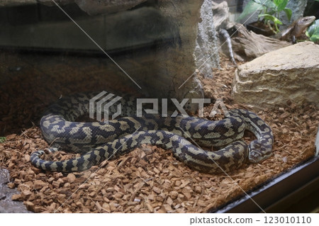 Coastal Carpet Python Coastal Carpet Python 123010110