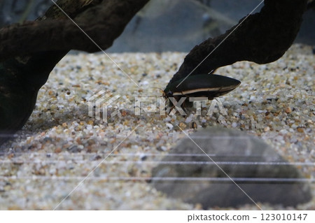 Genghrow Genghrow 123010147