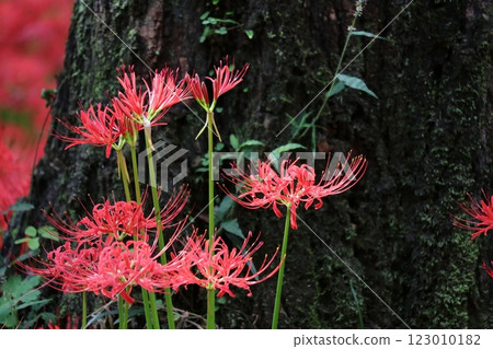 Cluster amaryllis 123010182