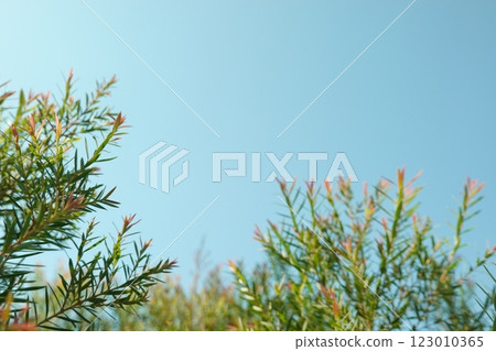 Melaleuca bracteata macro leaves small world Melaleuca bracteata macro leaves small world 123010365